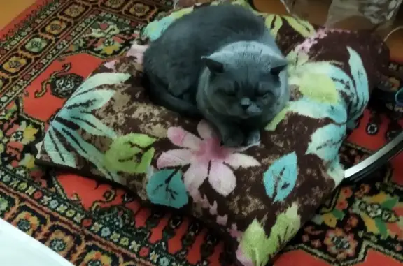 Кошки потеряшки, Воркута, фото: Потеряшка кошка, Автозаводская 16А, Воркута