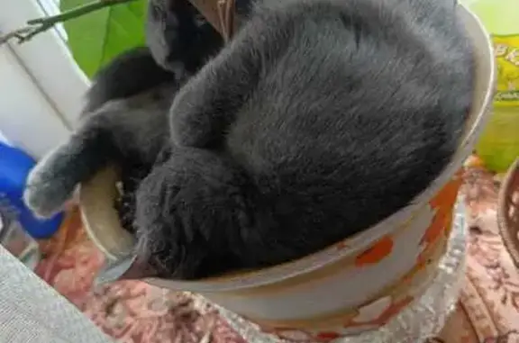 Кошки потеряшки, Новоуральск, фото: Потеряшка котик, Первомайский 1, Новоуральск