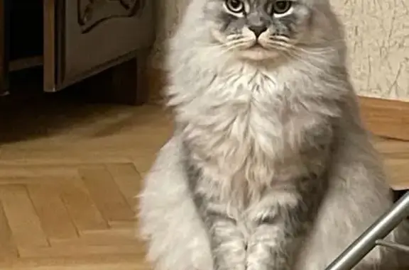 Кошки потеряшки, Москва, фото: Потеряшка кошка, ул. Новинки, д. 9, Москва