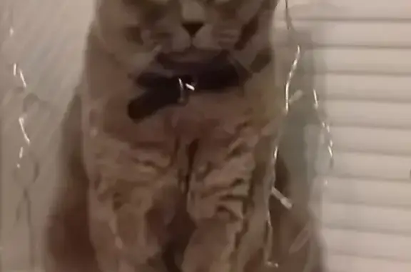 Кошки потеряшки, Плеханово, фото: Потеряшка кошка, Северная ул., Плеханово