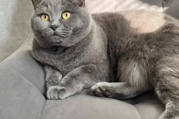 Пропала кошка на Решетникова, 24, Пермь