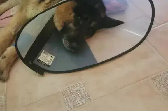 Найденные животные Канск, фото: Овчарка найдена: ул. 40 лет Октября, Канск