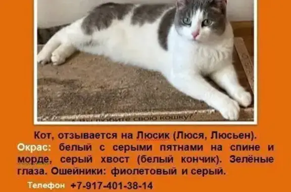 Пропала кошка, ул. Ленина, 65А, Уфа