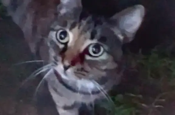 Кошка найдена: Радиозаводская 52, Кострома