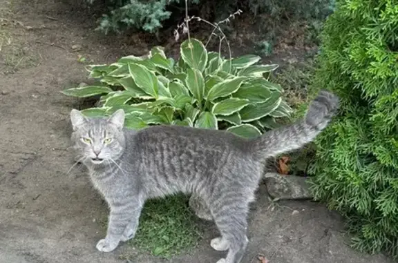 Найдена кошка, Саратов, фото: Саратов: найдена кошка, 14-й Черёмуховый