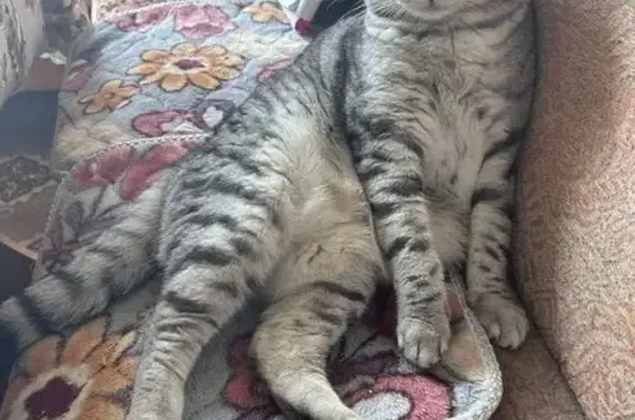 Пропала кошка у медцентра 