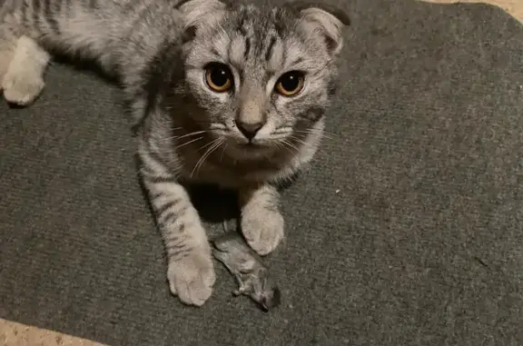 Кошки потеряшки, Ульяновск, фото: Потеряшка кошка, Московское шоссе 86, Ульяновск