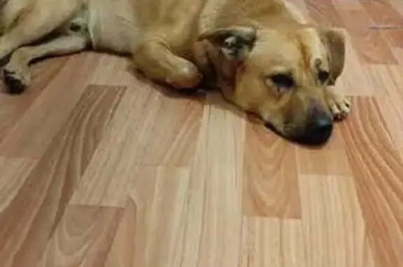 Собака найдена: ул. 9 Мая, 83 к2, Крск