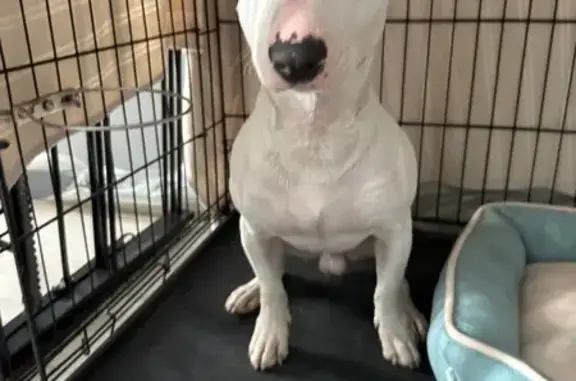 Найдена собака, , фото: Собака найдена: ул. Полковника Романова, 11