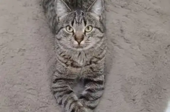 Кошки потеряшки, Крымск, фото: Потеряшка кошка, 3-й Троицкий пер., 3, Крымск