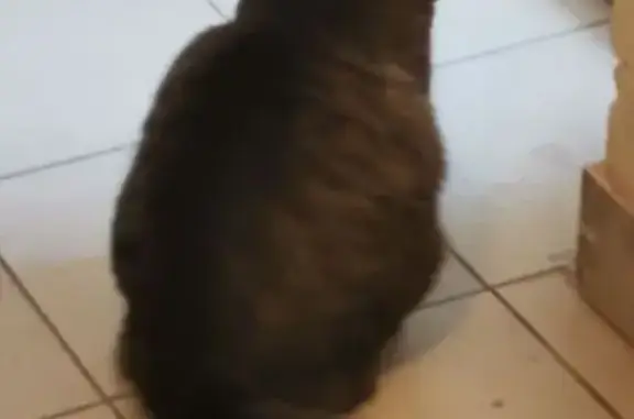 Кошка найдена: ул. Рахова, 55/59, Саратов