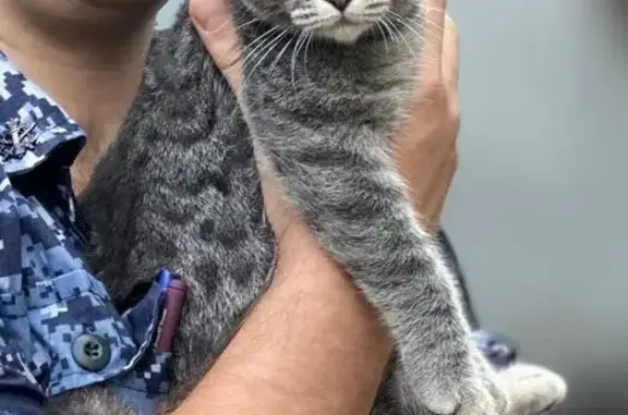 Найдена кошка, , фото: Кошка найдена, Майкопская 268, Армавир