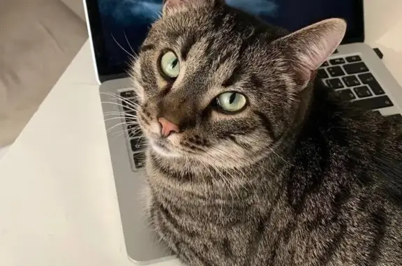 Кошки потеряшки, Пениковское сельское поселение, фото: Потеряшка кошка, Яркая улица, Пеники