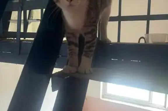 Найдена кошка, Ново-Талицы, фото: Кошка найдена: Школьная ул., 5, Ново-Талицы