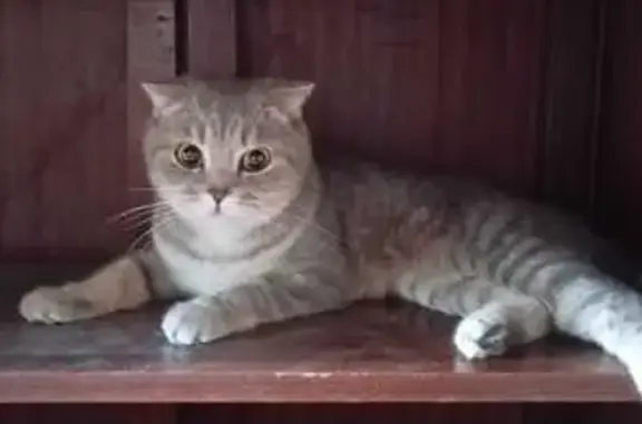 Кошка найдена: ул. Янки Купалы, 28, Волгоград