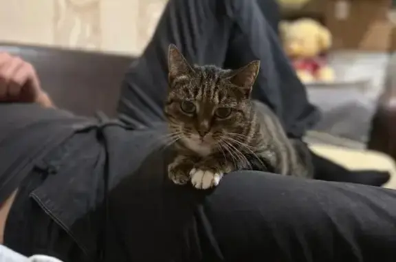 Кошки потеряшки, Запрудня, фото: Потеряшка кошка, ул. Карла Маркса, 3, Запрудня