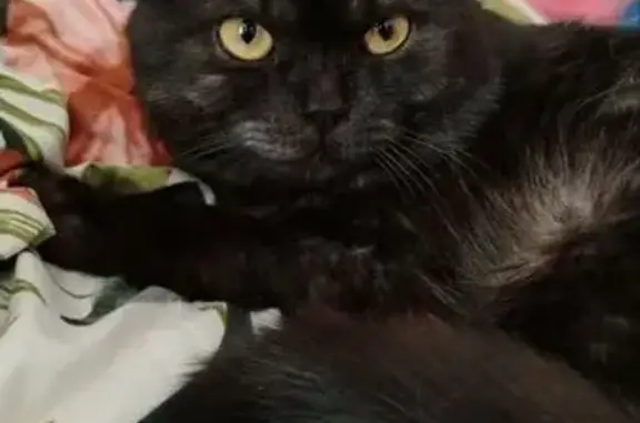 Пропала кошка, ул. Кутузова 40, Тула