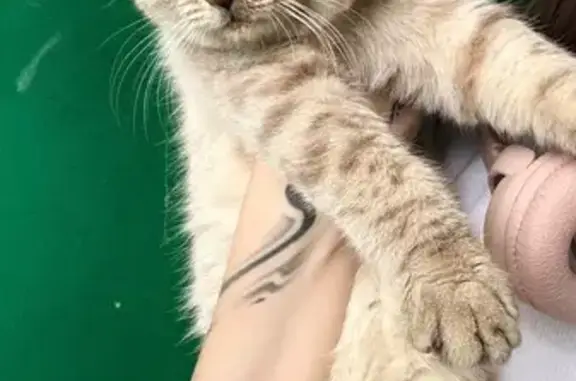 Найдена кошка, Туймазы, фото: Кошка найдена у ресторана «Самовар», Туймазы