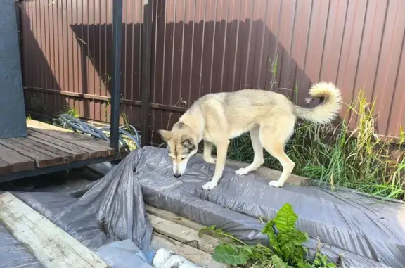 Собака найдена в Колтушском поселении