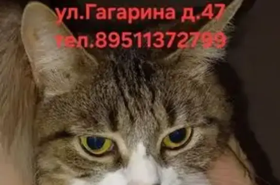 Кошки потеряшки, Короча, фото: Потеряшка кошка, ул. Гагарина 47, Короча