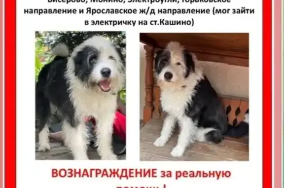 Пропала собака в Шульгино, МО