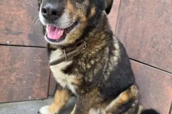 Найдена собака, Екатеринбург, фото: Найдена собака, ул. Татищева, 98, Екб