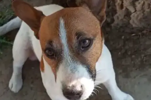 Собака найдена: ул. Дзержинского, Краснодар