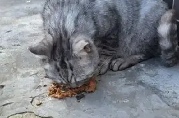 Найденные животные Калининград, фото: Кот найден: Советский пр., 34, Калининград