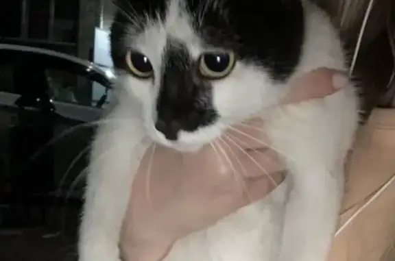 Котик найден на Василисина, 8Б, Владимир