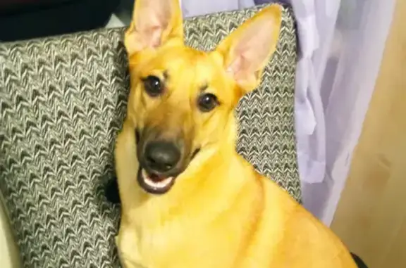 Пропала собака, Самсоновское поселение