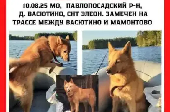 Пропала собака, д. Васютино, СНТ Элион