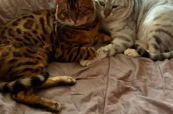 Кошки потеряшки, Оренбург, фото: Потеряшка кошка, Советская 1, Оренбург