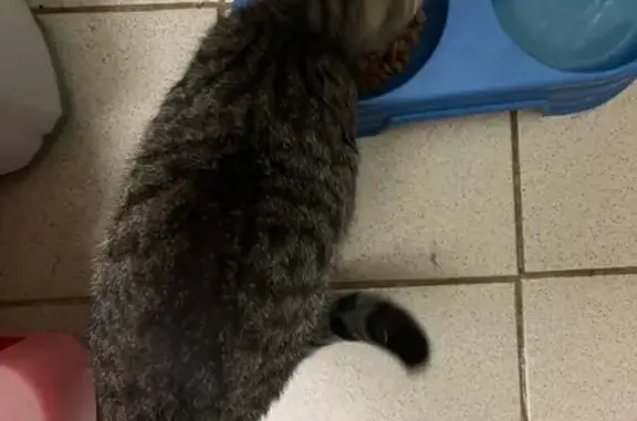 Найдена кошка, Пермь, фото: Котенок найден в подъезде на Одоевского, 23