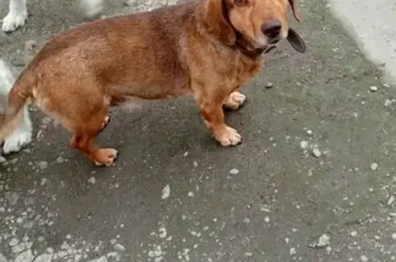 Найдена такса, ул. Нарановича 1А, Томск