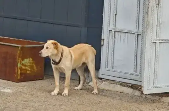 Найдена собака, Русская Борковка, фото: Собака найдена: Северная ул. 12, Борковка