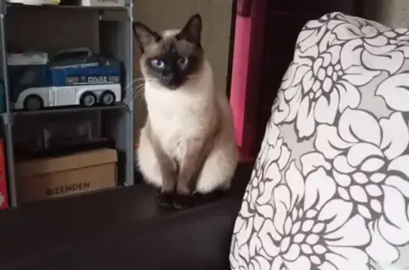 Кошки потеряшки, Тульская область, фото: Потеряшка кошка, Тульская область