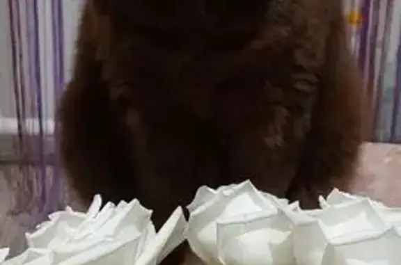 Кошки потеряшки, Дивногорск, фото: Потеряшка кошка, Набережная Ленина 45