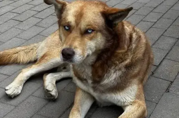 Собака найдена на Русановской ул., СПб