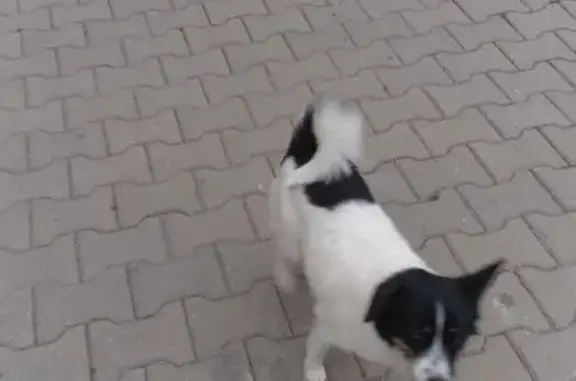 Найдена собака, Екатеринбург, фото: Найдена собака на Малышева, 125А, Екб