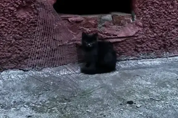 Найдена кошка, Пермь, фото: Кошке срочно нужен дом, ул. Гусарова, 8