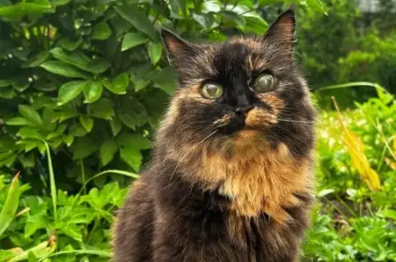 Пропала кошка, Фрязино, СНТ Строитель