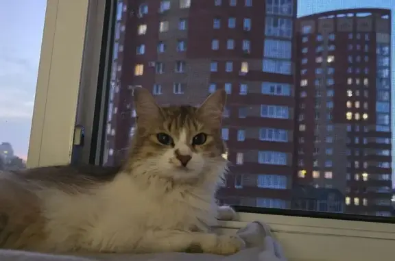 Пропала кошка, пр. Октября, Уфа