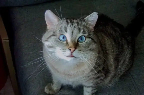 Потерянные животные Пермь, фото: Пропала кошка, ул. Советской Армии, Пермь