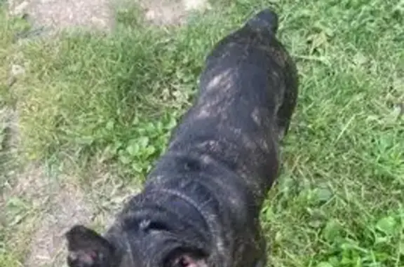 Тигровый пёс найден: Дачная ул, 2, Рязань