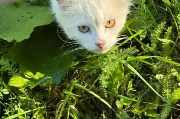 Найдена кошка, Фрязино, фото: Найдена белая кошка, Дачная ул., Фрязино