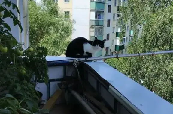 Кошки потеряшки, Шебекино, фото: Потеряшка кошка, ул. Ленина 43, Шебекино