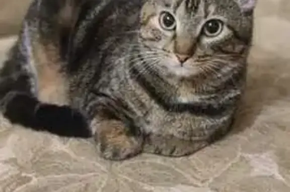Кошки потеряшки, , фото: Потеряшка кошка, ул. Цветаева, 2, Орёл