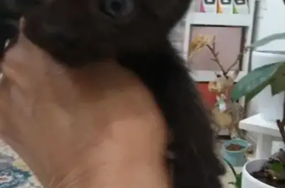 Кошка найдена: ул. Вл. Невского 28, Воронеж