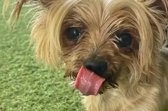 Найдена собака, язык выпадает, ул. Всходы 61