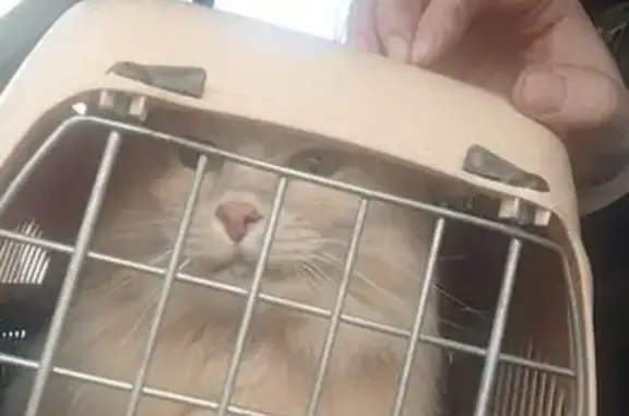 Пропала кошка, Совхозная ул., Ряймяля